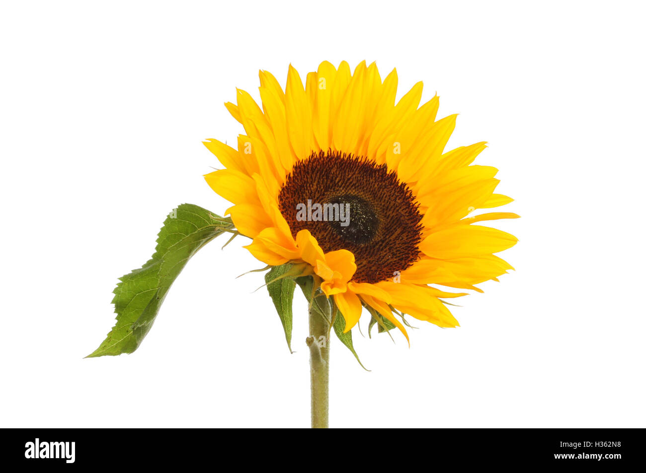 Sonnenblumen und Blätter auf dem weißen Hintergrund isoliert Stockfoto