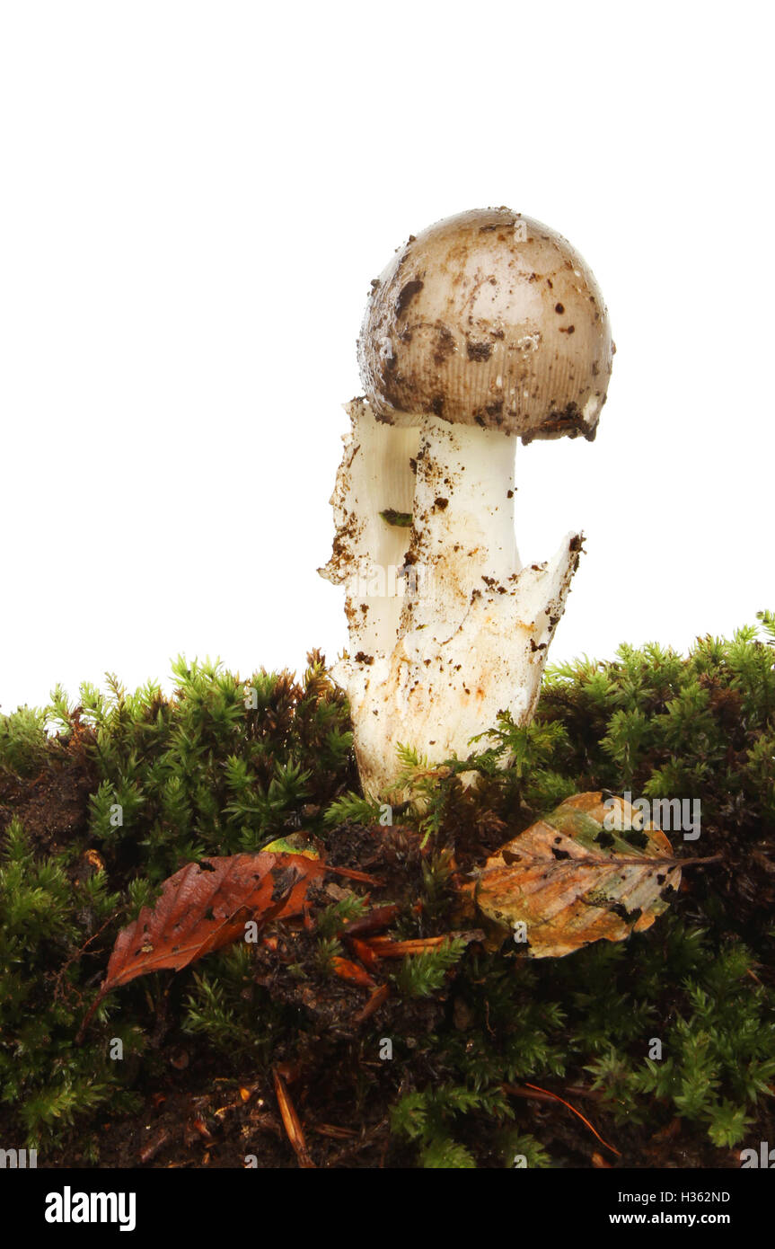 Pilz wächst in Moos und Blatt Wurf vor einem weißen Hintergrund Stockfoto