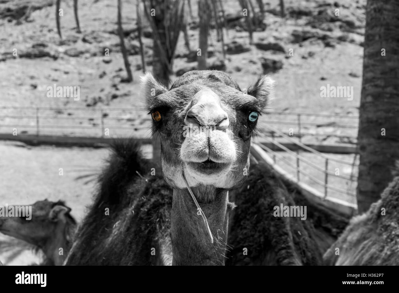 Schwarz / weiß Porträt von einem Dromedar Leben in Gefangenschaft mit verschiedenen farbigen Augen, Braun das Recht, die eine ist links ist Stockfoto