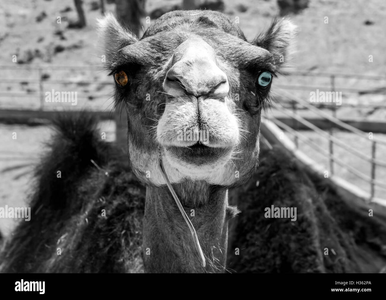 Schwarz / weiß Porträt von einem Dromedar Leben in Gefangenschaft mit verschiedenen farbigen Augen, Braun das Recht, die eine ist links ist Stockfoto