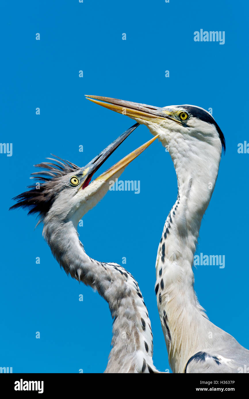 Graureiher, Ardea Cinerea, Bird Park von Pont De Gau, Camargue, Frankreich Stockfoto