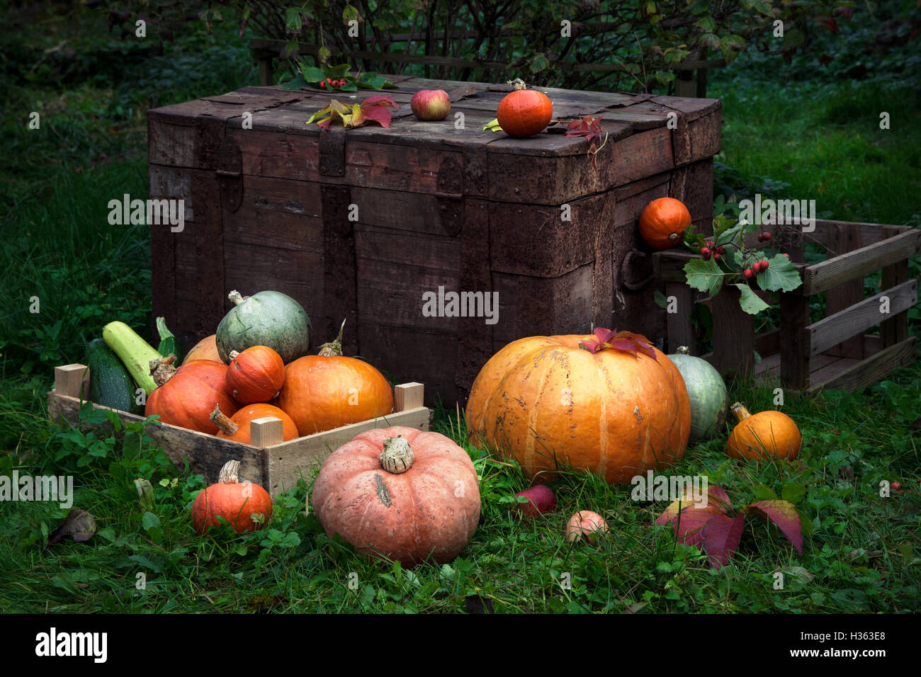 Bunte Kürbisse auf dem Rasen, mit alten Schachteln Hintergrund, rustikalen Stil. Stockfoto