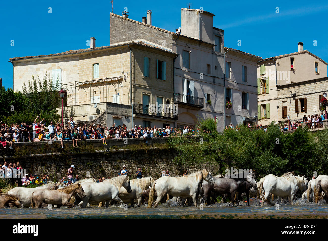 Anstarren Sie, weiße Pferde durchqueren des Wassers in Sommieres, Herault, Frankreich Stockfoto