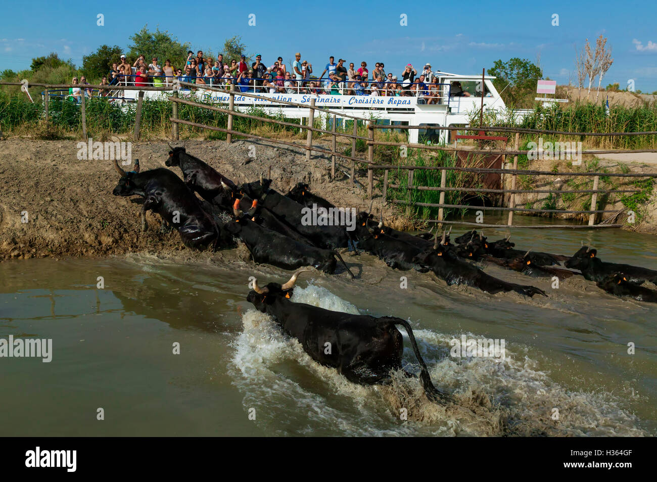 Camargue-Stiere laufen über Wasser, Aigues Mortes, Camargue, Gard, Frankreich Stockfoto