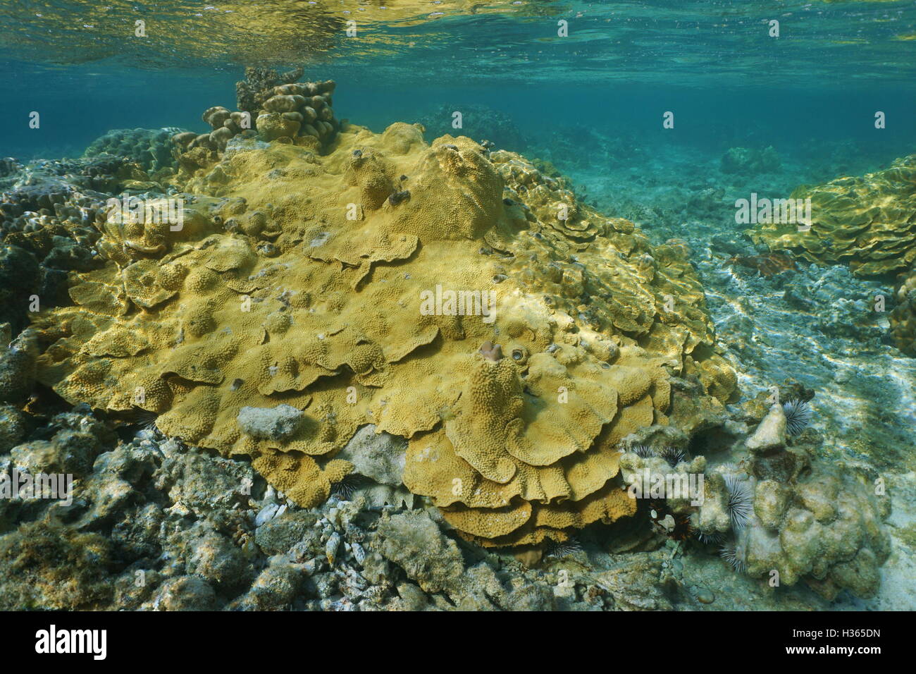 Reis Korallen Steinkorallen unter Wasser im flachen Wasser der Lagune Vitaria, Rurutu Insel, Pazifik, Französisch-Polynesien Stockfoto