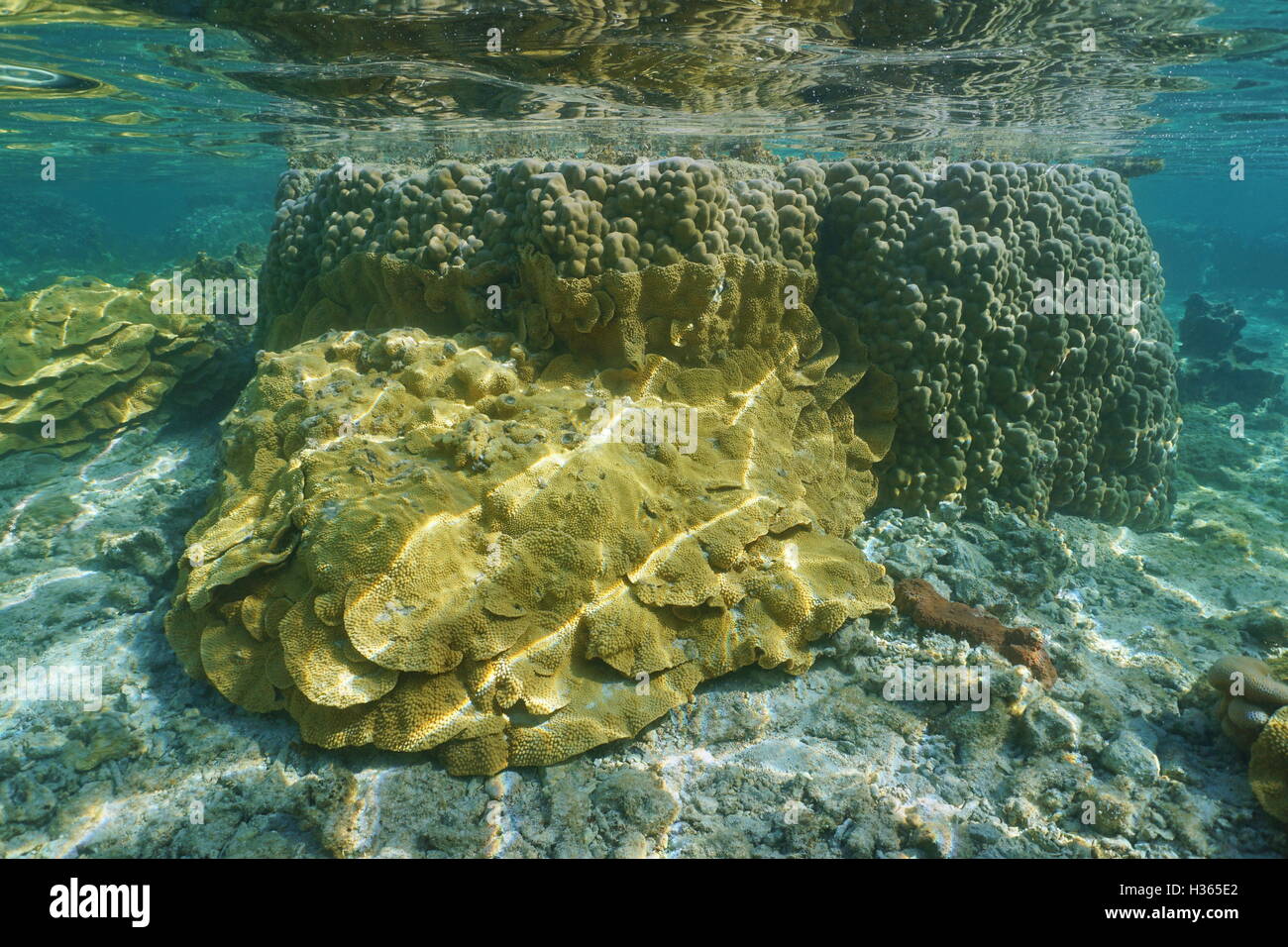 Marine Unterwasserwelt, Reis Korallen und Lappen Korallen im flachen Wasser der Lagune Vitaria, Rurutu Insel, Pazifik Stockfoto