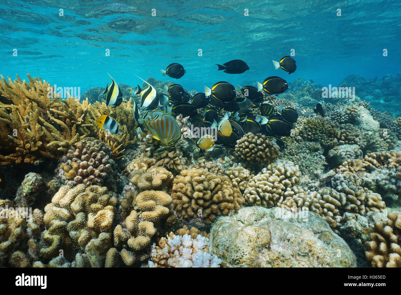 Unterwasser Korallenriff mit Untiefe von bunten tropischen Fischen im Flachwasser, Rangiroa Lagoon, natürliche Szene, Pazifik Stockfoto