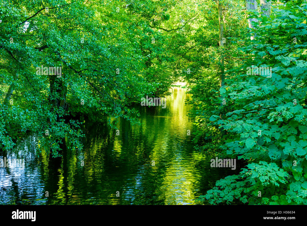 Ruhiger Fluss im Wald. Baumkronen schattieren das Wasser und erzeugt einen kleinen Tunnel der Vegetation. Sonnenlicht durchscheinen in der en Stockfoto