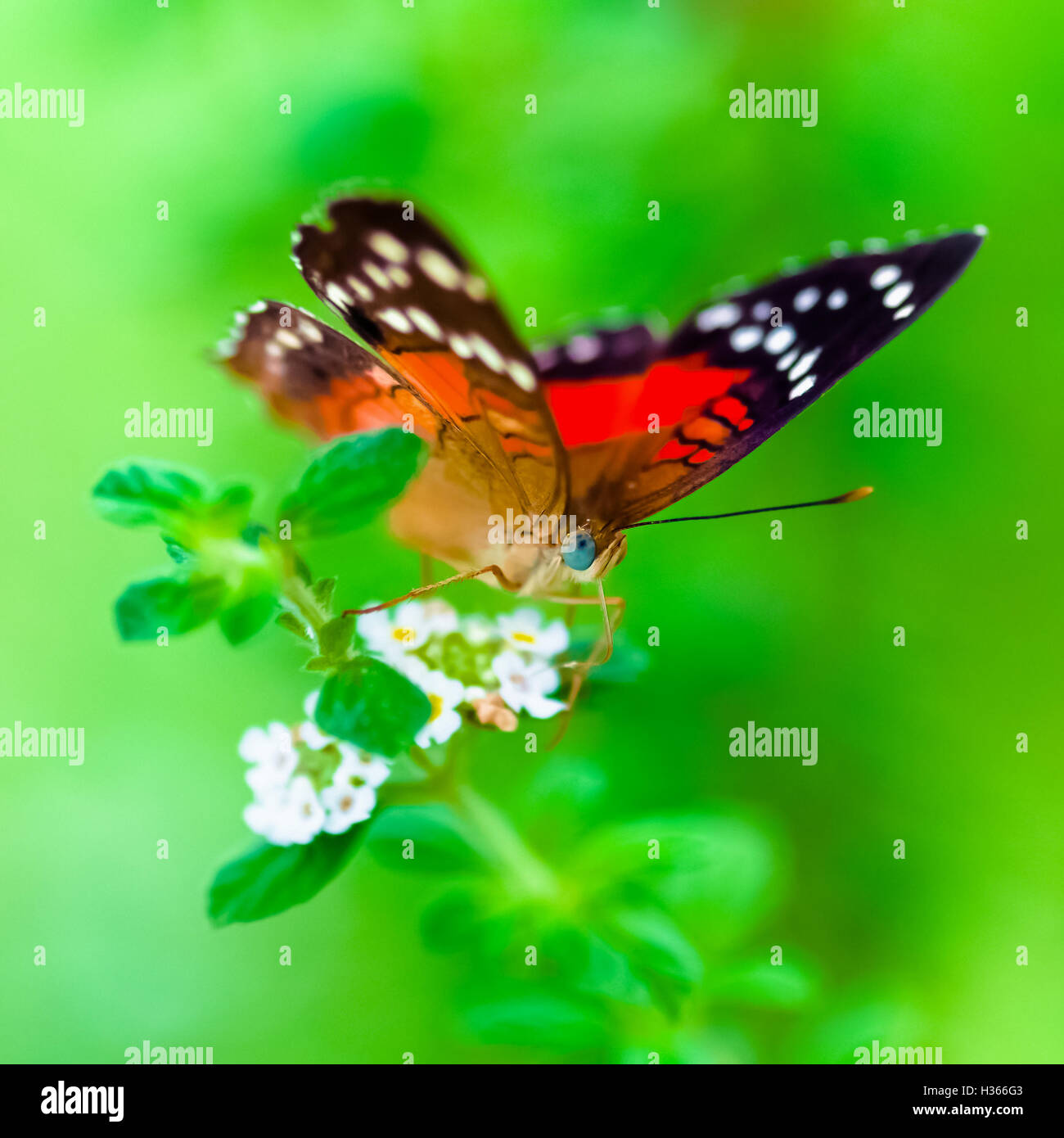 Scharlachrote Pfau Anartia Amathea Buterfly grünen Hintergrund quadratische Komposition Stockfoto