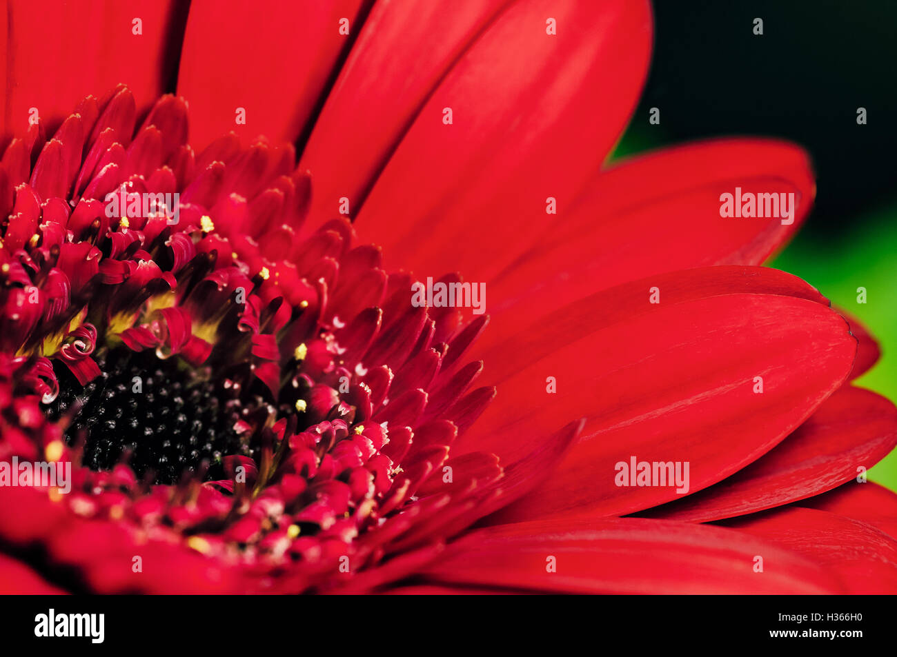 Gerbera Nahaufnahme von roten Blüten große Blume Stockfoto