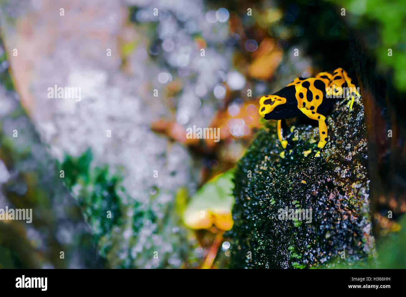 Unter der Leitung von gelb Pfeilgiftfrosch in seinem natürlichen Lebensraum Stockfoto