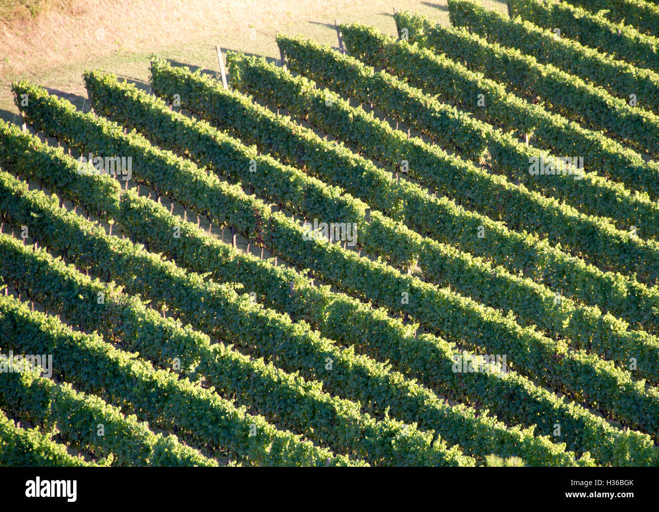 Weingut in Umbrien Italien Stockfoto