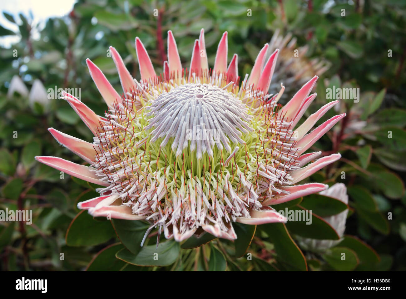 König Protea Cynaroides Stockfoto