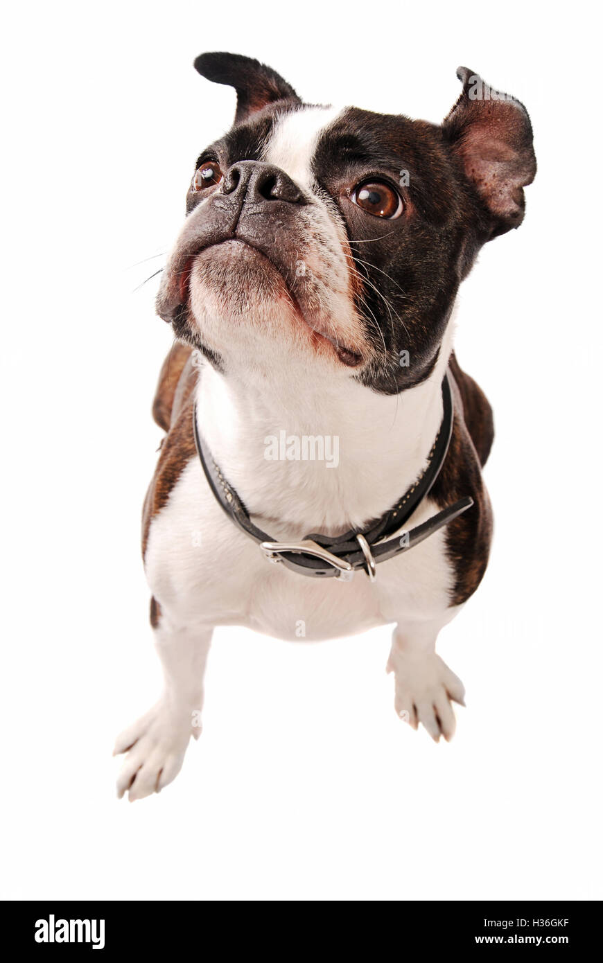 Boston Terrier Hund nachschlagen Stockfoto