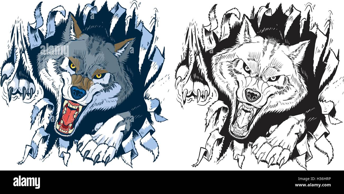 Vektor-Cartoon Clip Art Abbildung Satz von einer wütenden grau oder Timberwolf Maskottchen Rippen oder reißen durch einen Hintergrund. Stock Vektor