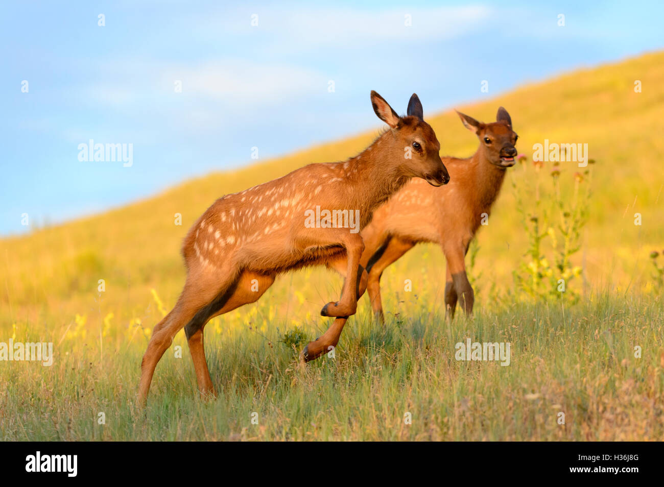 Elche Kälber (Cervus Canadensis) im Spiel, im Westen Nordamerikas Stockfoto