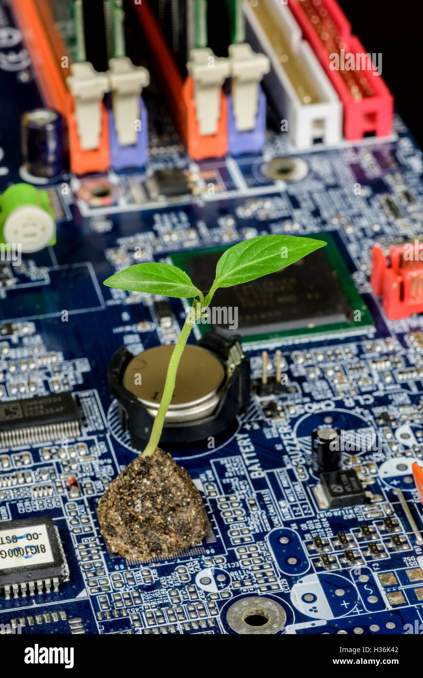 Spross aus einem grünen Motherboard, eingebettet zwischen Kondensatoren und Transistoren, Computer Food, greentech, umweltfreundliche Technologie, Energieeffizienz Stockfoto