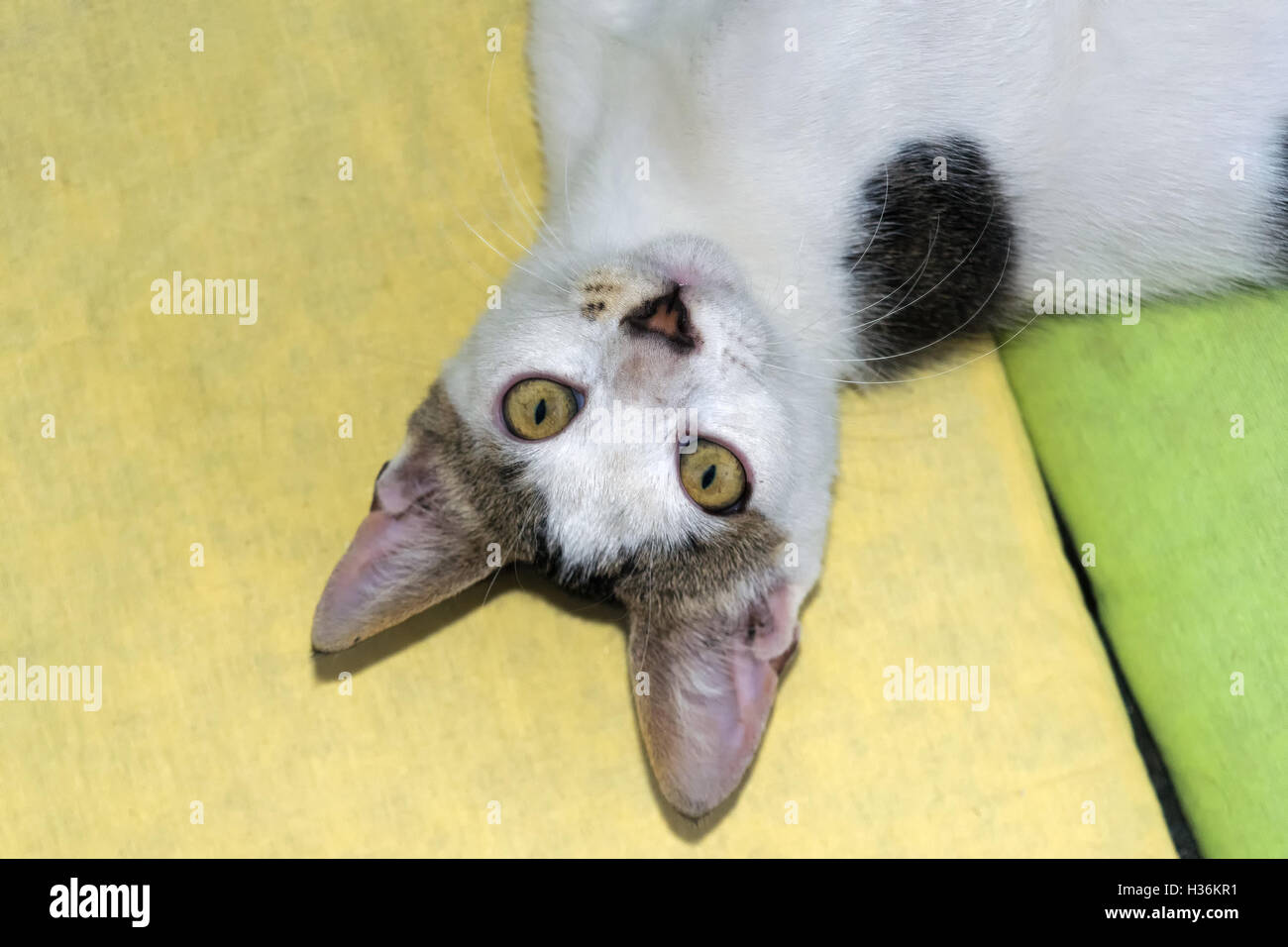 Katze auf eine gelbe und eine grüne Kissen nach hinten in die Kamera schaut darstellen Sie komisch. Stockfoto