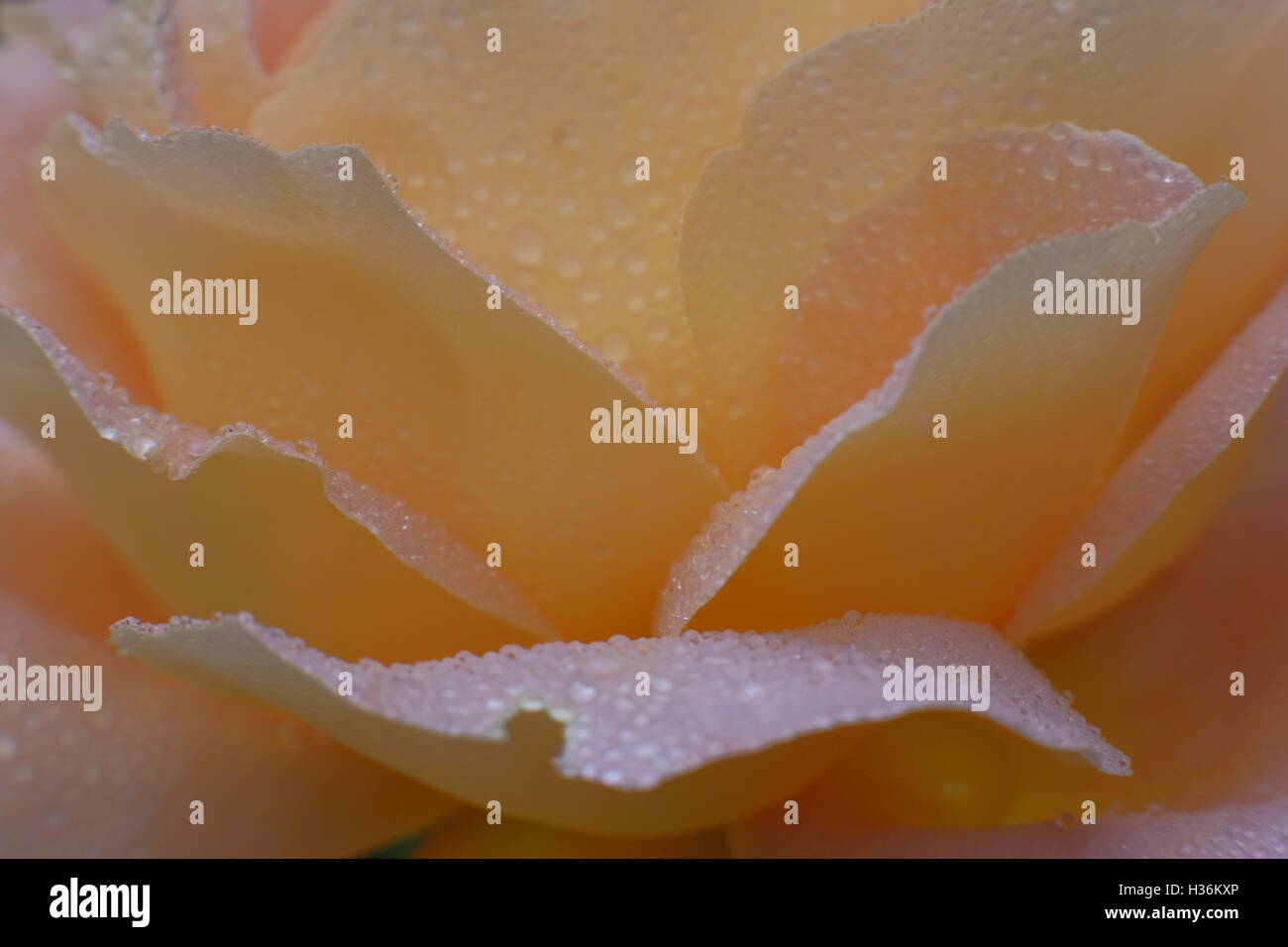 Nahaufnahme von einem Pfirsich farbigen rose zeigt Wassertropfen auf die Blütenblätter Stockfoto