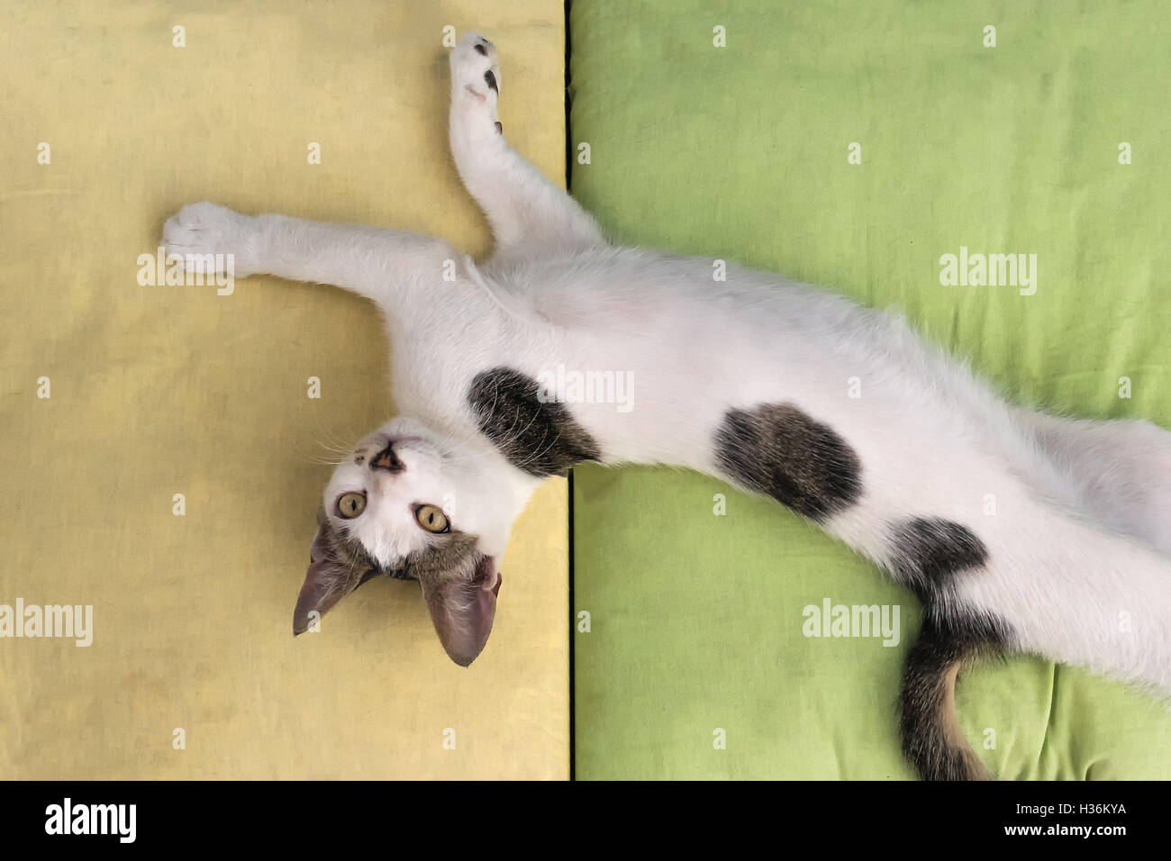 Komische Pose einer Katze auf Kissen spielen. Stockfoto