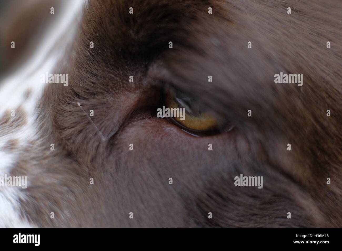 Nahaufnahme eines Spaniel-Hundeauges Stockfoto