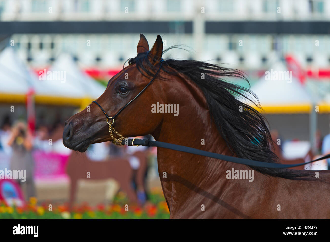 Arabian Horse Show in Salerno Stockfoto