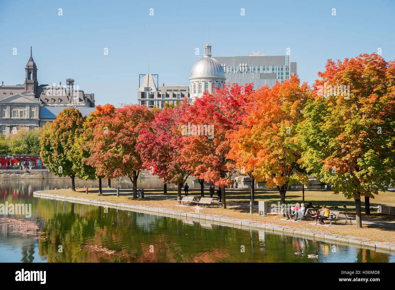 Montreal, CA - 4. Oktober 2016: Ahornbäume im Herbst Farben in Montreal alten Hafen, mit Bonsecours Markt im Hintergrund Stockfoto