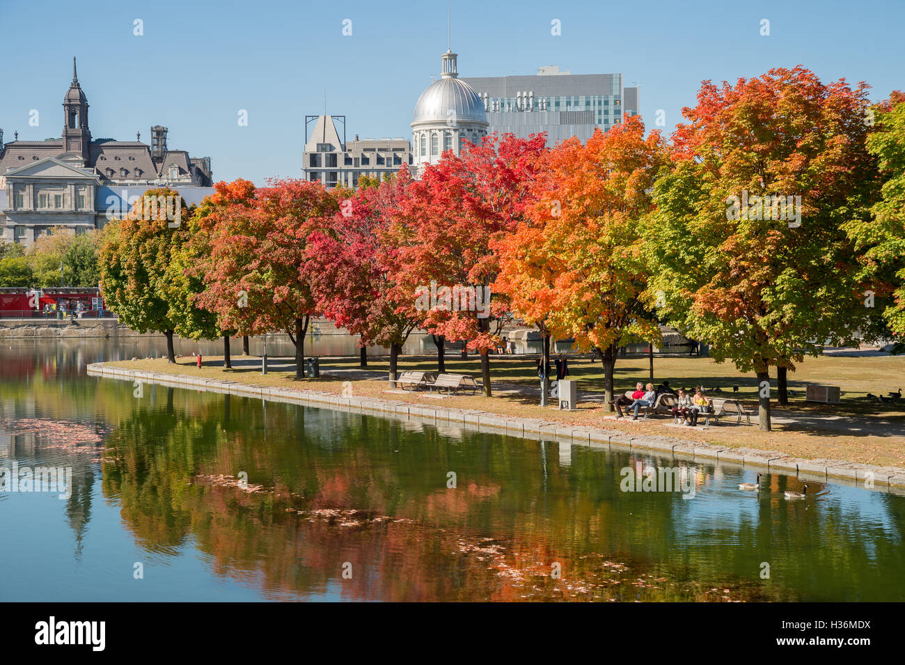 Montreal, CA - 4. Oktober 2016: Ahornbäume im Herbst Farben in Montreal alten Hafen, mit Bonsecours Markt im Hintergrund Stockfoto