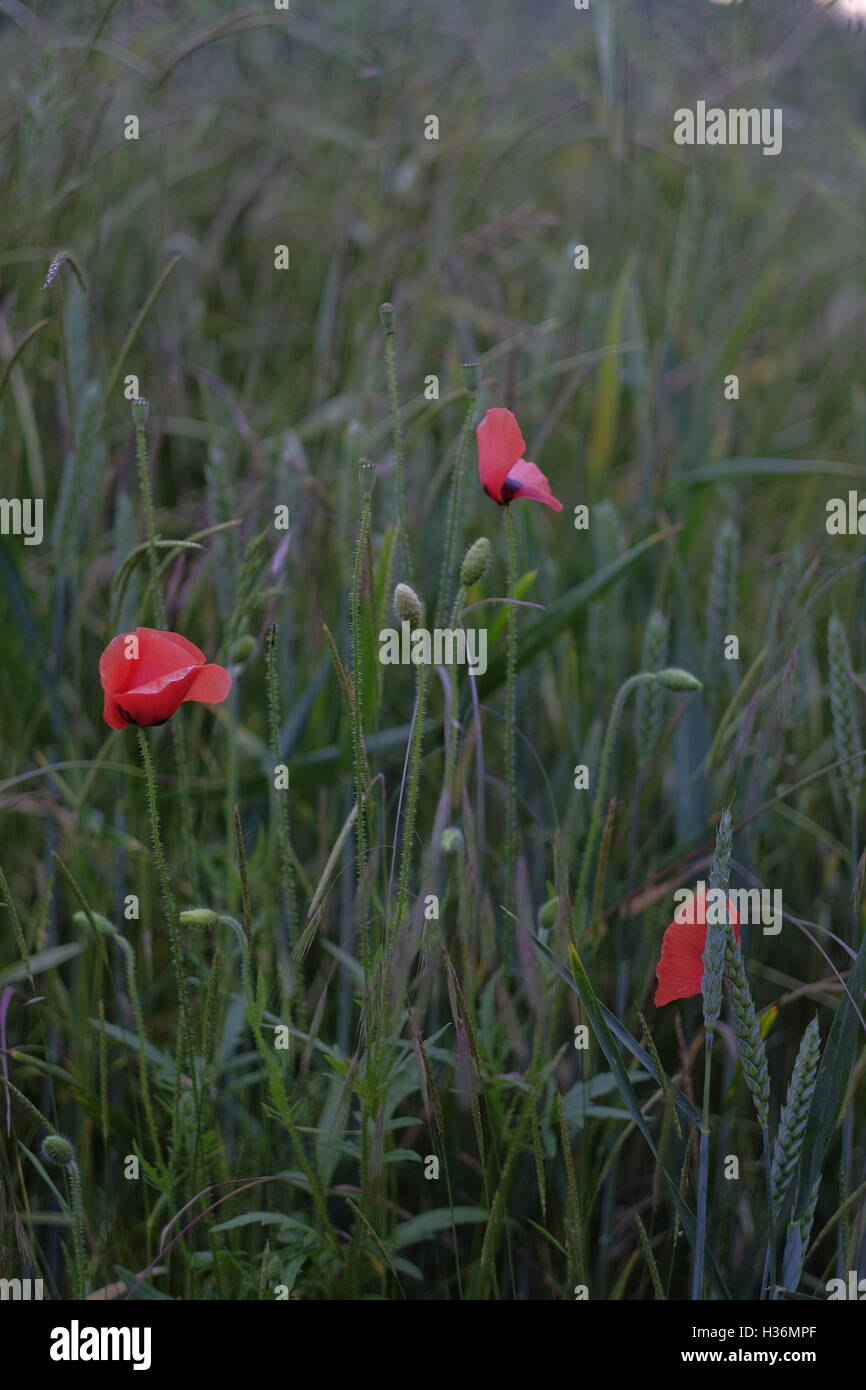 drei Mohnblumen stehend in einem Kornfeld Stockfoto