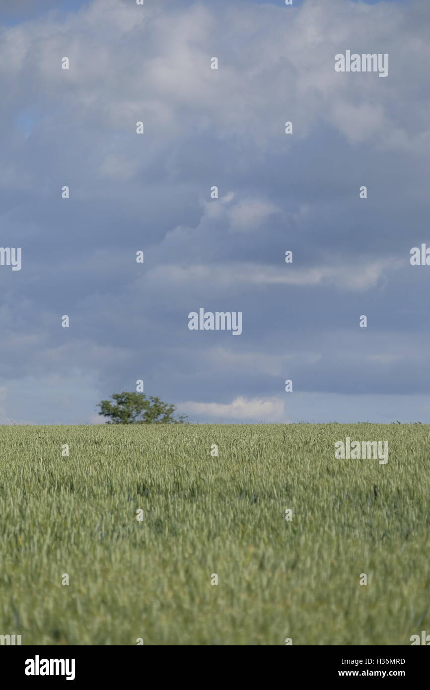 Blick über ein Feld mit Mais. Ein einzelner Baum ist auf dem Hügel sichtbar Stockfoto