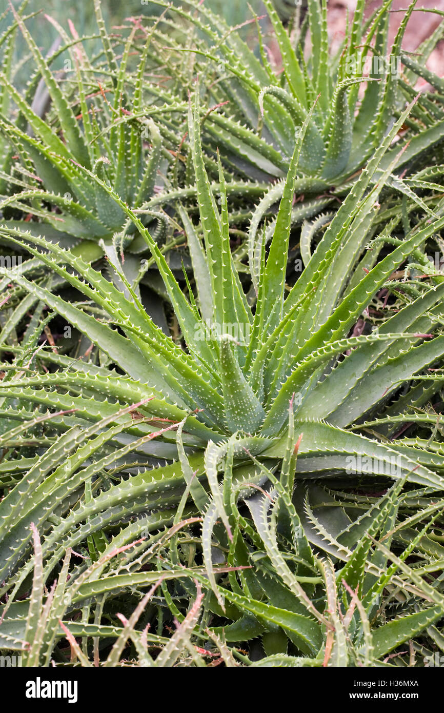 Aloe X spinosissima. Spinne Aloe. Stockfoto
