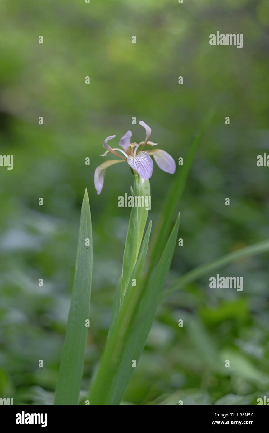Stinkender Iris (Iris Foetidissima) wächst im Wald Stockfoto
