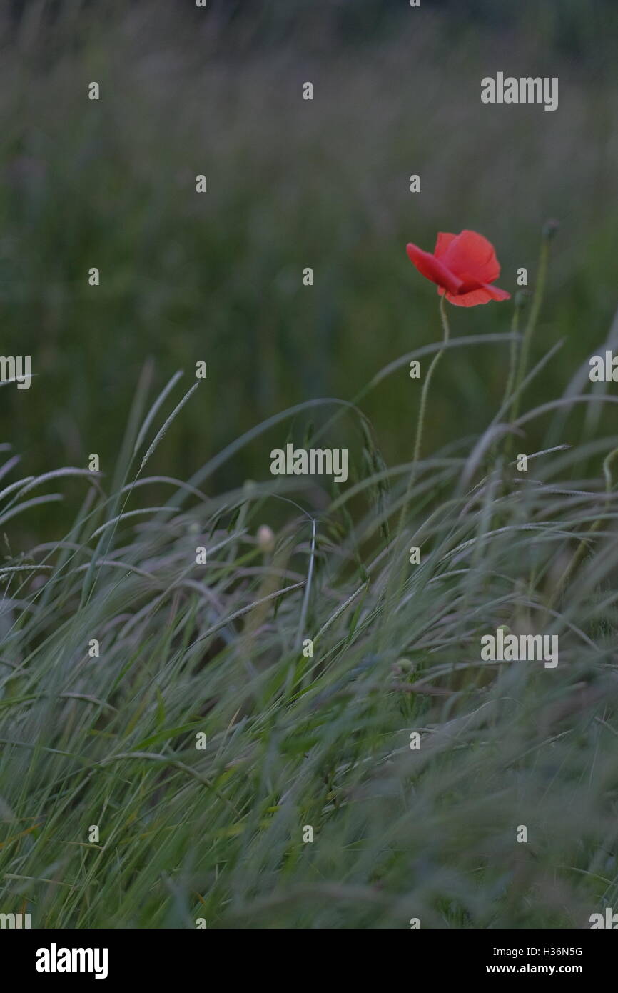 Eine Mohnblume stehend in einem Kornfeld Stockfoto