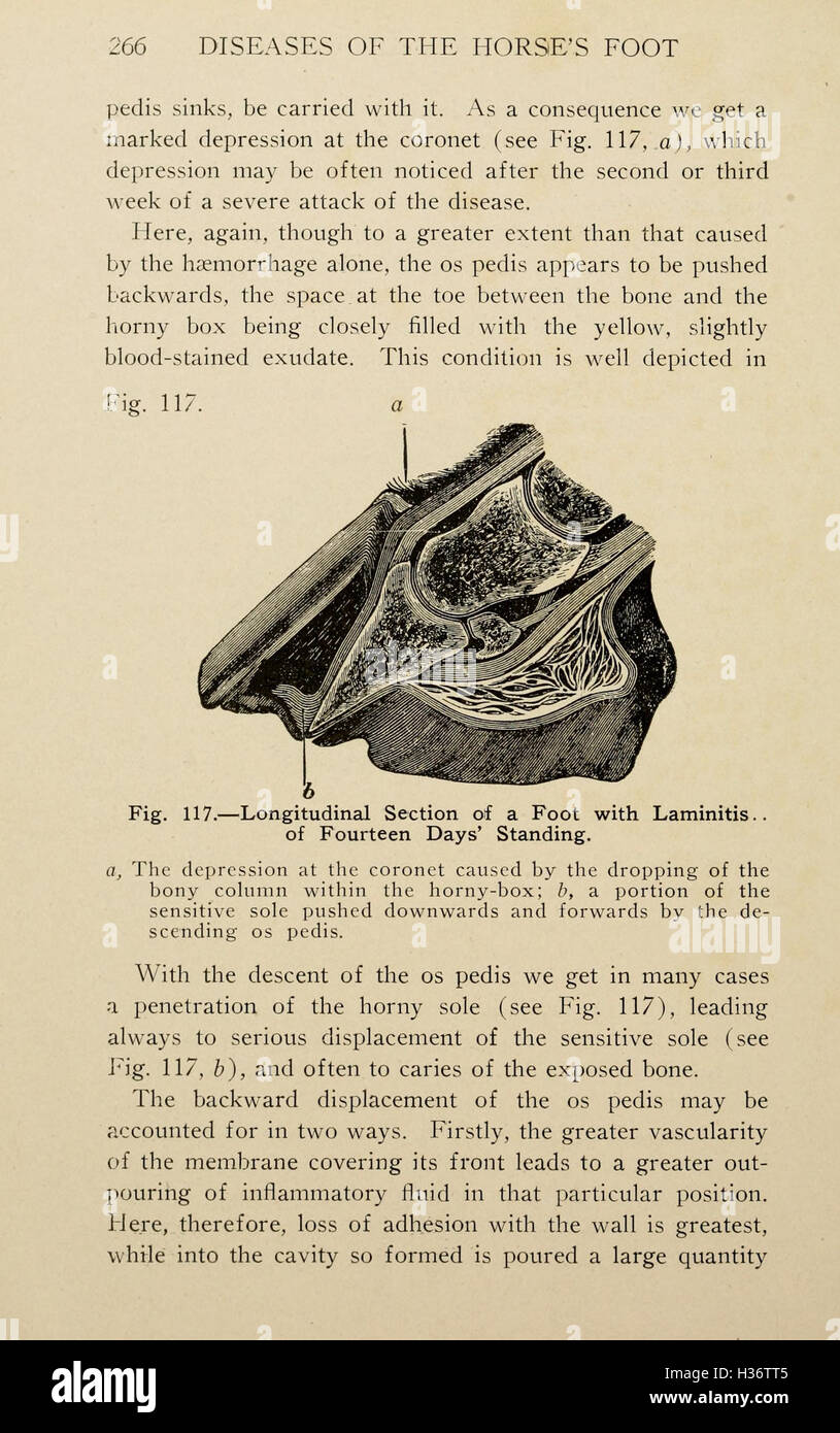 Eine detaillierte Untersuchung der Erkrankungen der Füße des Pferdes, einschließlich der allgemeinen Bedingungen und Behandlungsmöglichkeiten für die Klauengesundheit. Stockfoto Eine detaillierte Untersuchung der Erkrankungen der Füße des Pferdes, einschließlich der allgemeinen Bedingungen und Behandlungsmöglichkeiten für die Klauengesundheit. Stockfoto
