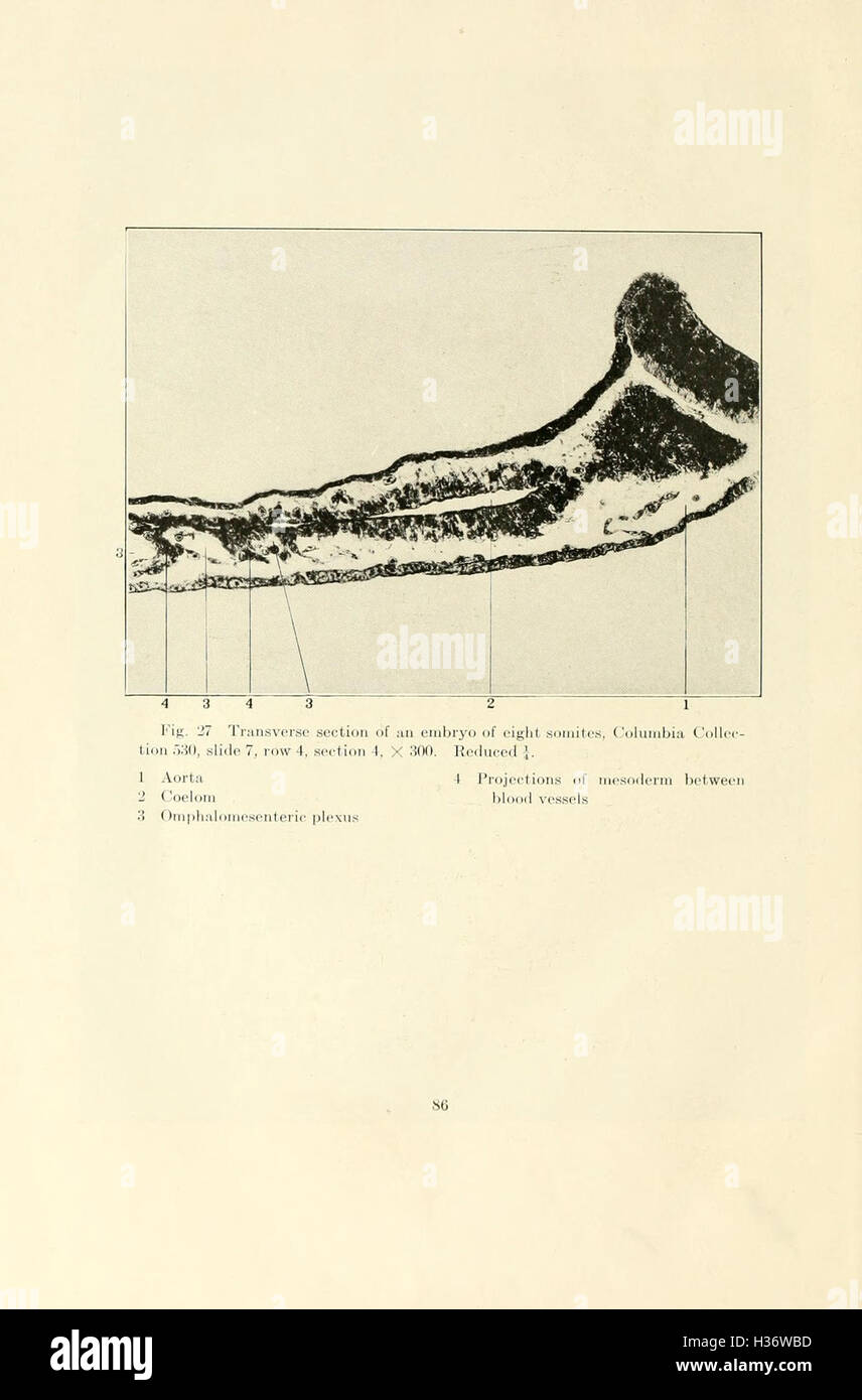 Diese Studie untersucht die frühen Stadien der Vaskulilogenese bei Hauskatzen, insbesondere den mesenchymalen Ursprung des Endothels während der Gefäßentwicklung. Stockfoto