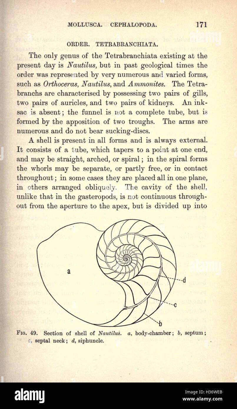 Dieser Lehrtext führt geologische Studenten in die Paläontologie ein und konzentriert sich dabei auf die Grundlagen der Fossilienidentifizierung und die geologische Zeitskala. Stockfoto