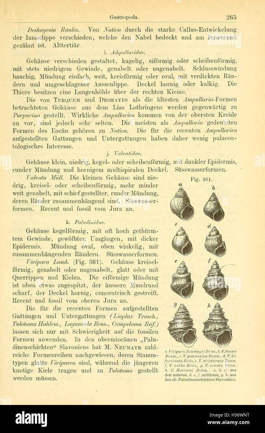 Dieser Abschnitt des paläontologischen Textes untersucht zusätzliche Elemente der Paläontologie, wobei er sich auf fossile Arten und ihren Platz in der Evolutionsgeschichte konzentriert. Die visuellen Figuren helfen dabei, die Vielfalt prähistorischer Organismen und ihre Bedeutung im Fossilienbestand zu verstehen. Stockfoto