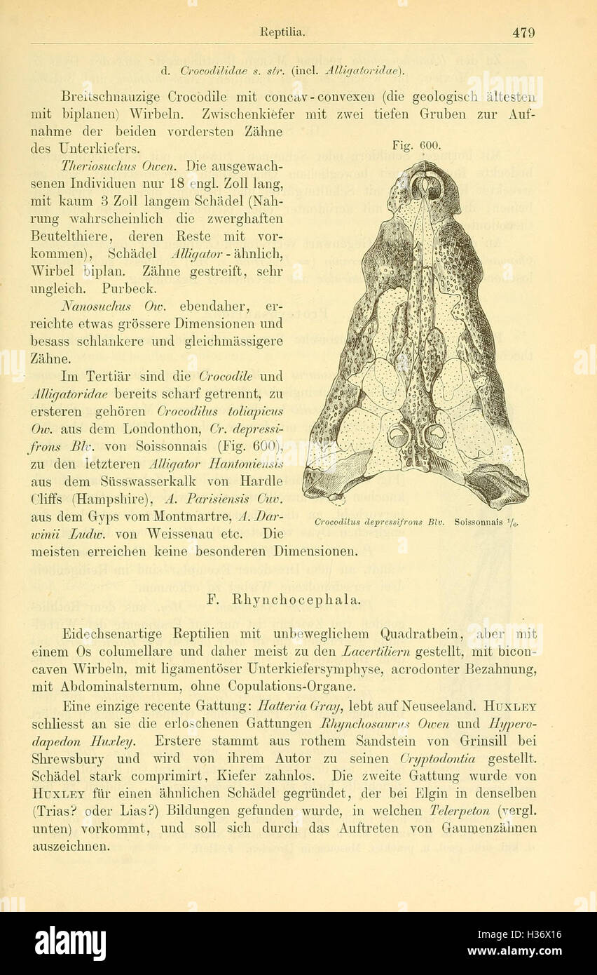 Elemente der Palaeontologie (Seite 479, Abb. 600) BHL148 Stockfoto