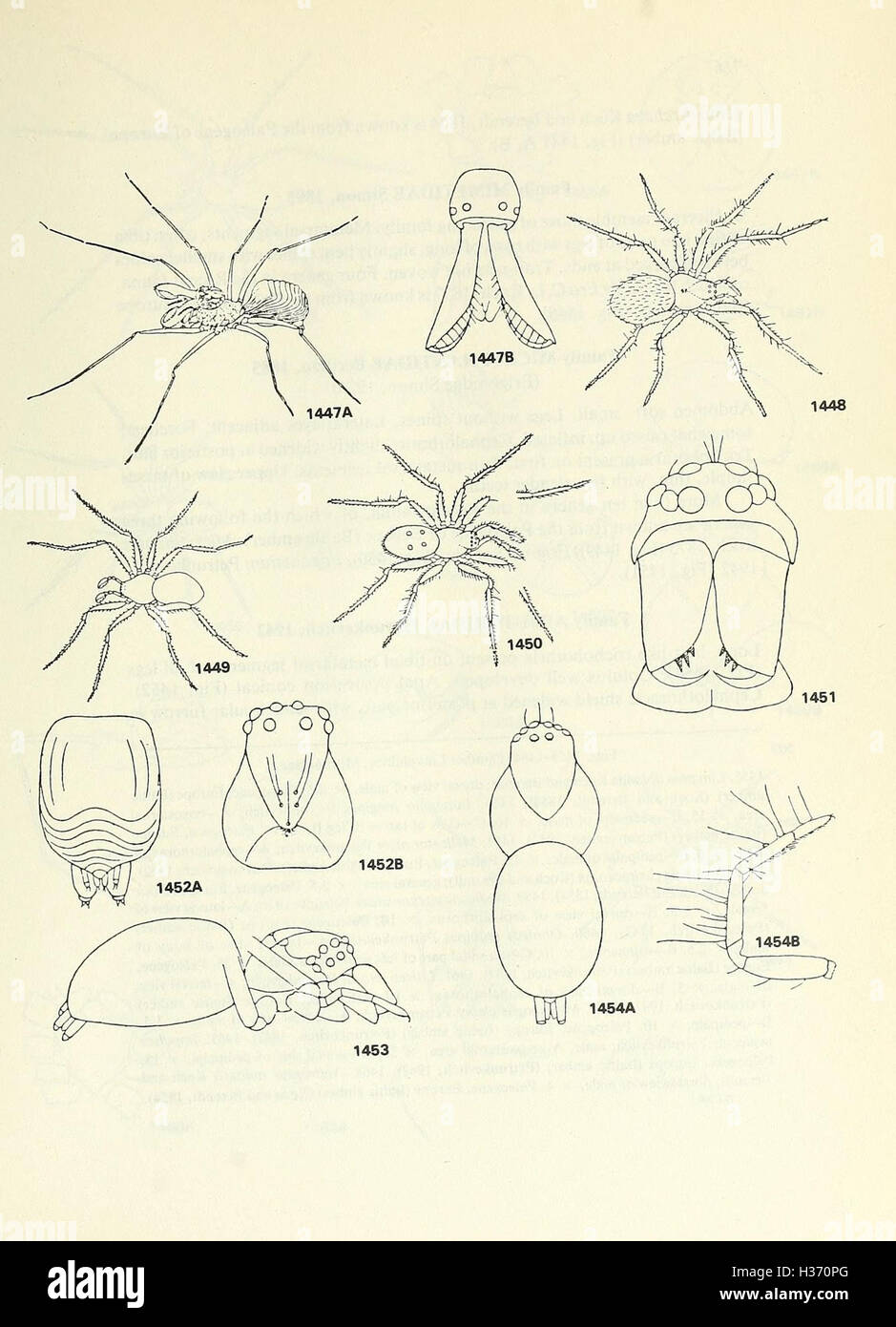 Grundlagen der Paläontologie (Seite 765) BHL321 Stockfoto