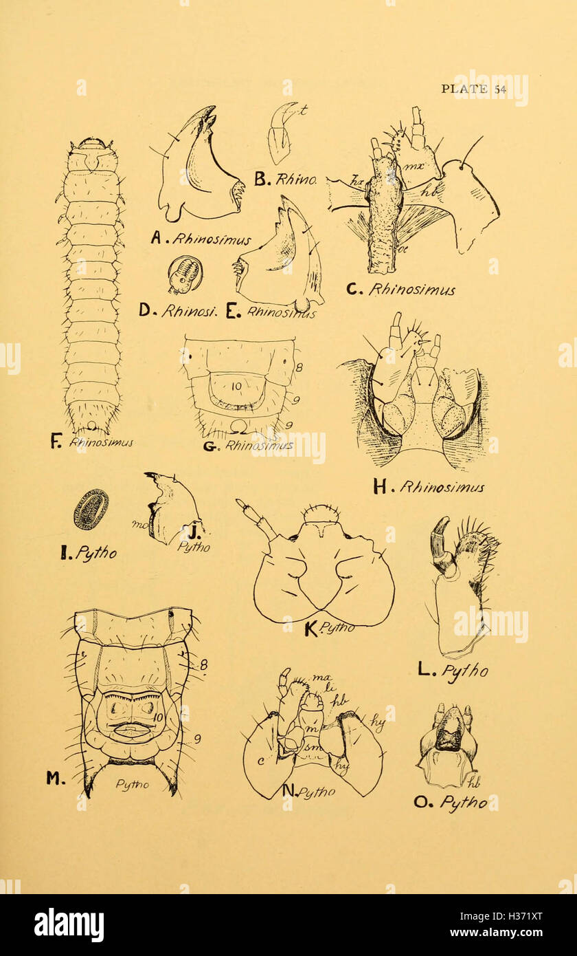 Diese illustrierte Synopsis gibt einen detaillierten Überblick über die primären Larvenformen innerhalb der Coleoptera-Ordnung und betont die verschiedenen Arten und ihre ökologische Rolle. Stockfoto