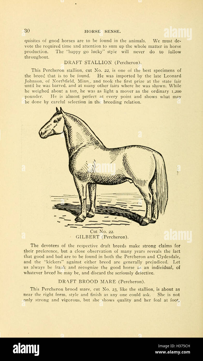 Auf dieser Seite wird das praktische Verständnis von Pferden erläutert, wobei der Schwerpunkt auf deren Verhalten, Pflege und Domestikation liegt und Einblicke in die Beziehung zwischen Mensch und Pferd vermittelt. Stockfoto