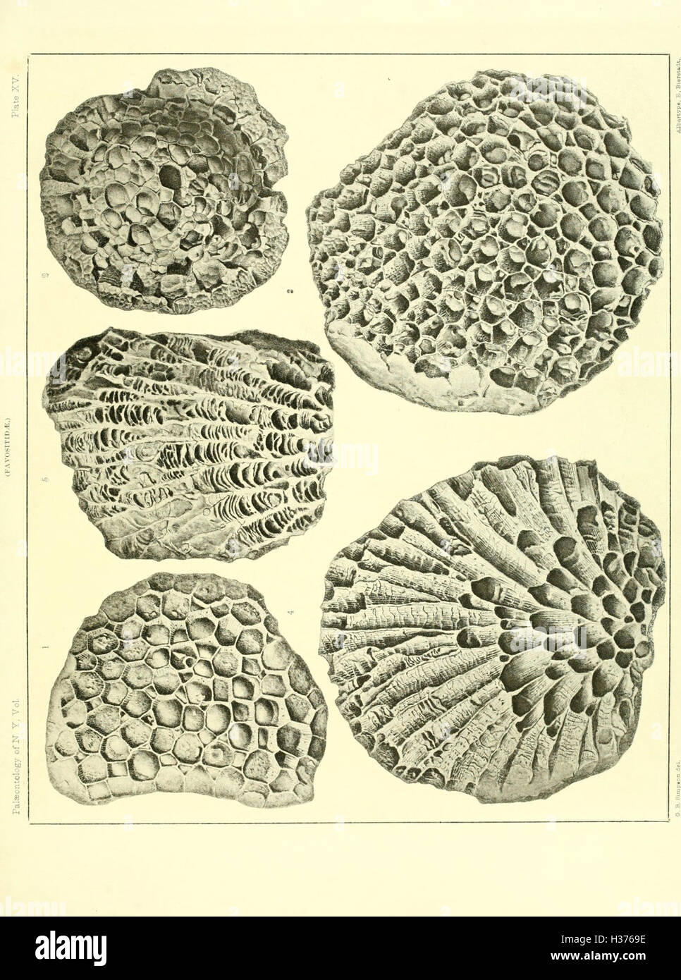 Das Werk zeigt Illustrationen devonischer Fossilien, die die antiken marinen und terrestrischen Lebensformen aus der Devon-Zeit dokumentieren. Stockfoto