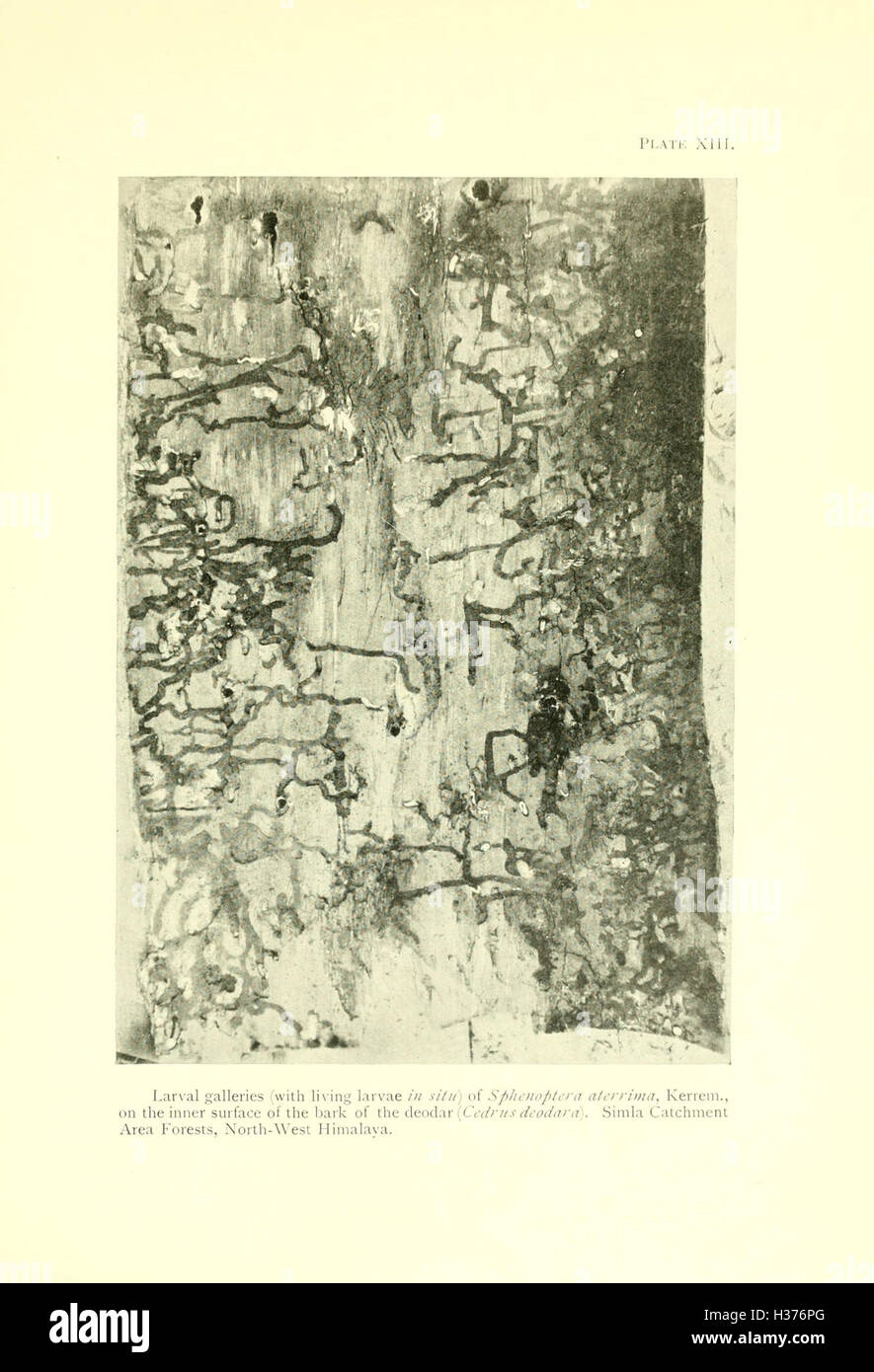 Indische Waldinsekten von wirtschaftlicher Bedeutung BHL97 Stockfoto