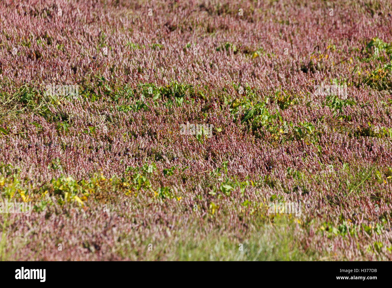 Cranberry Pflanze in Richmond, BC Kanada. Cranberry Bog. Stockfoto