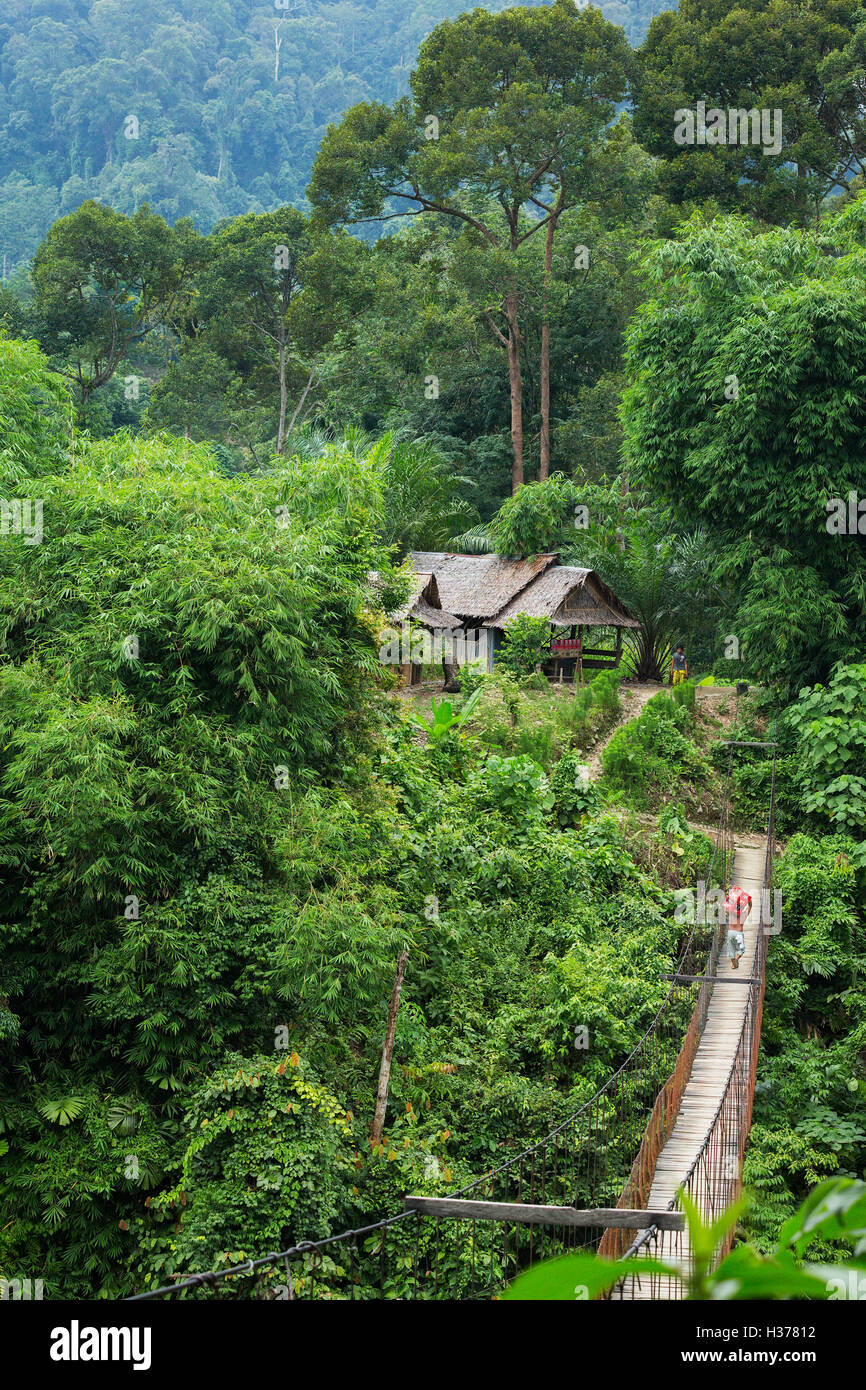 Ein lokale Dorfbewohner tragen liefert über die Hängebrücke Batang Fluss in Tangkahan, Nord-Sumatra. Stockfoto