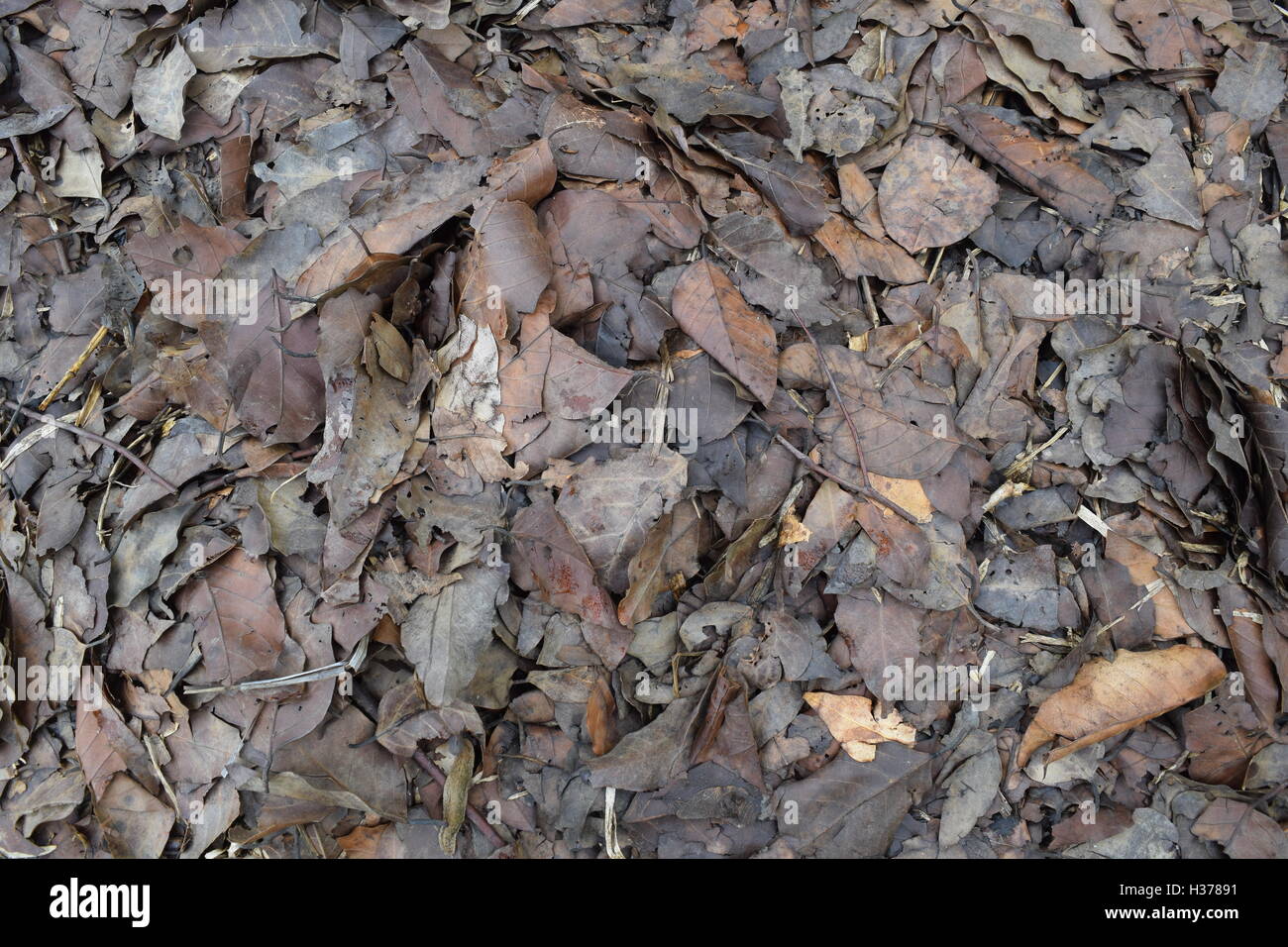 Hintergrund der Toten gefallen lassen Stockfoto