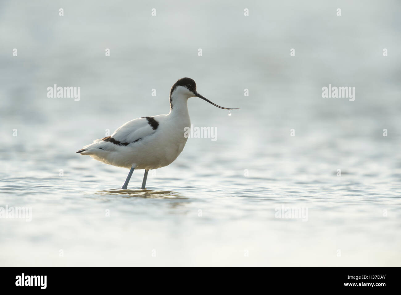 Rattenschnaebler ( Recurvirostra avosetta ), stehend in flachen Gewässern, wattenmeer, Niederlande, Tierwelt, Europa. Stockfoto