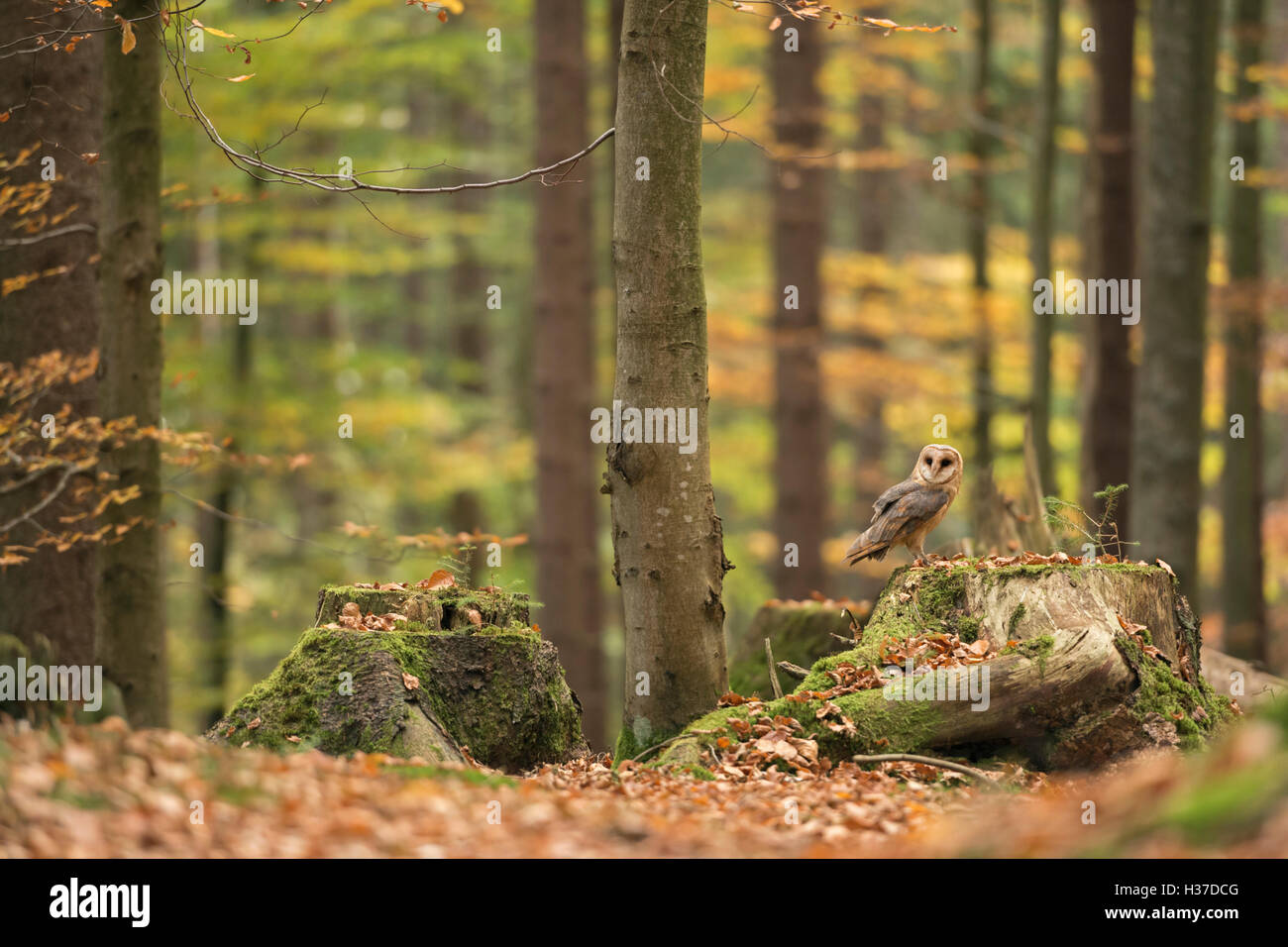 Schleiereule / Schleiereule (Tyto Alba) thront auf einem Baumstumpf in herbstlich farbigen offenen Wäldern, goldenen Oktober, Europa. Stockfoto