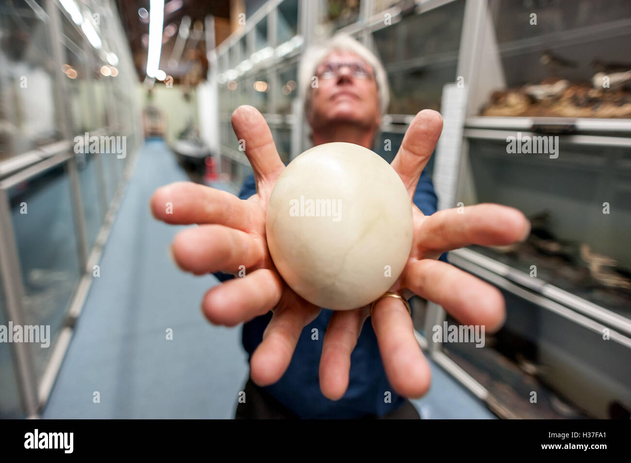 John Cooper, Kurator der Brightons Booth Museum of Natural History, hält das Ei ein Rhea, eine südamerikanische flugunfähigen Vogel. Stockfoto