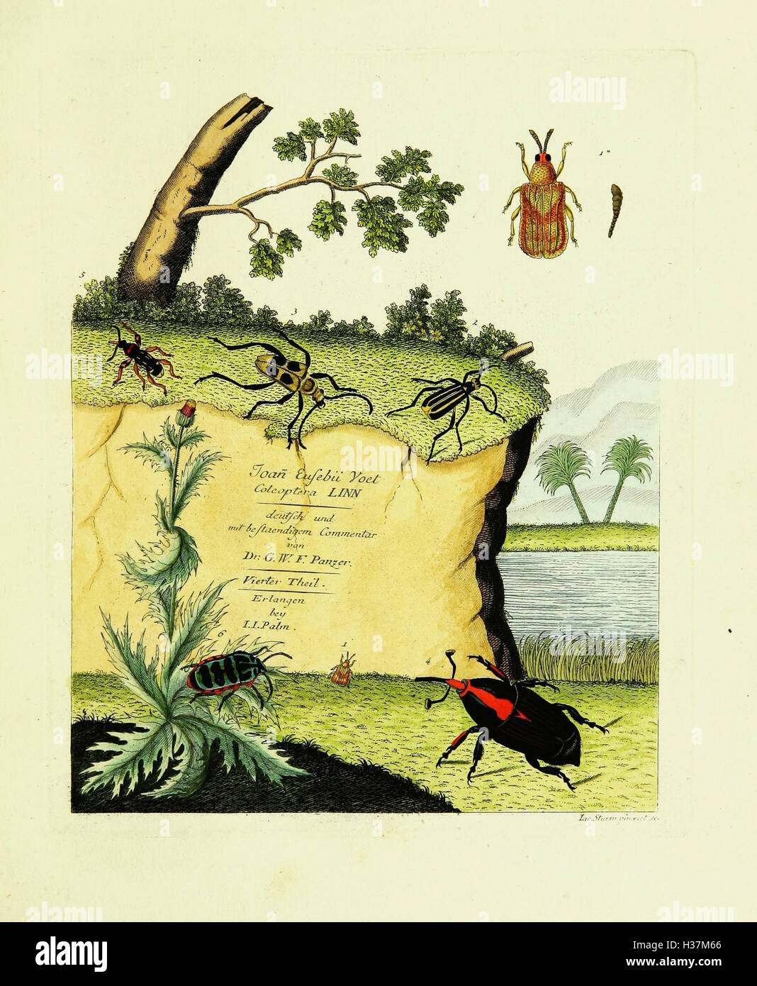Johann Euseb Voets Beschreibungen Und Abbildungen Hartschaaligter Insekten, Coleoptera Linn BHL421 Stockfoto